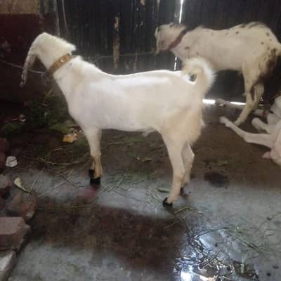 Desi bakra 2