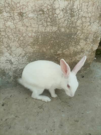 Red eyes rabbit