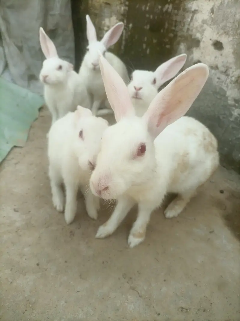 Red eyes rabbit — photo 2