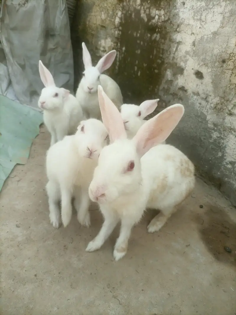 Red eyes rabbit — photo 3