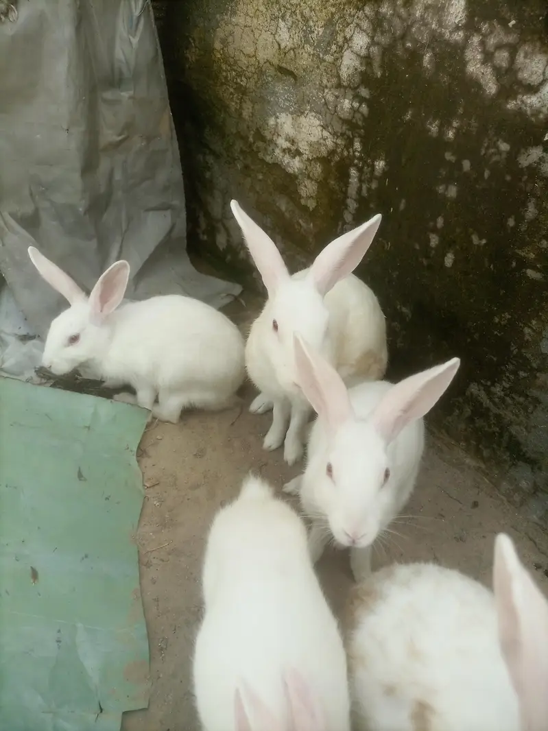 Red eyes rabbit — photo 4