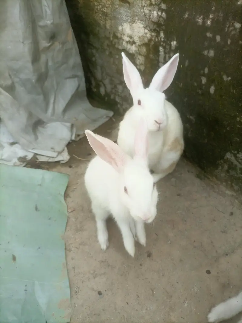 Red eyes rabbit — photo 5