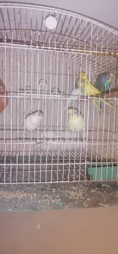 Australian parrot 6