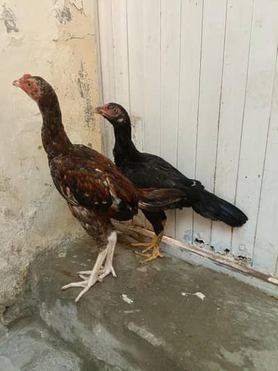 Aseel Lasani Chicks For Sale. . . Whats App: 03219874606