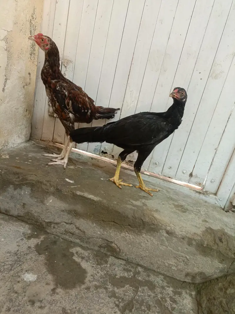 Aseel Lasani Chicks For Sale. . . Whats App: 03219874606 — photo 2