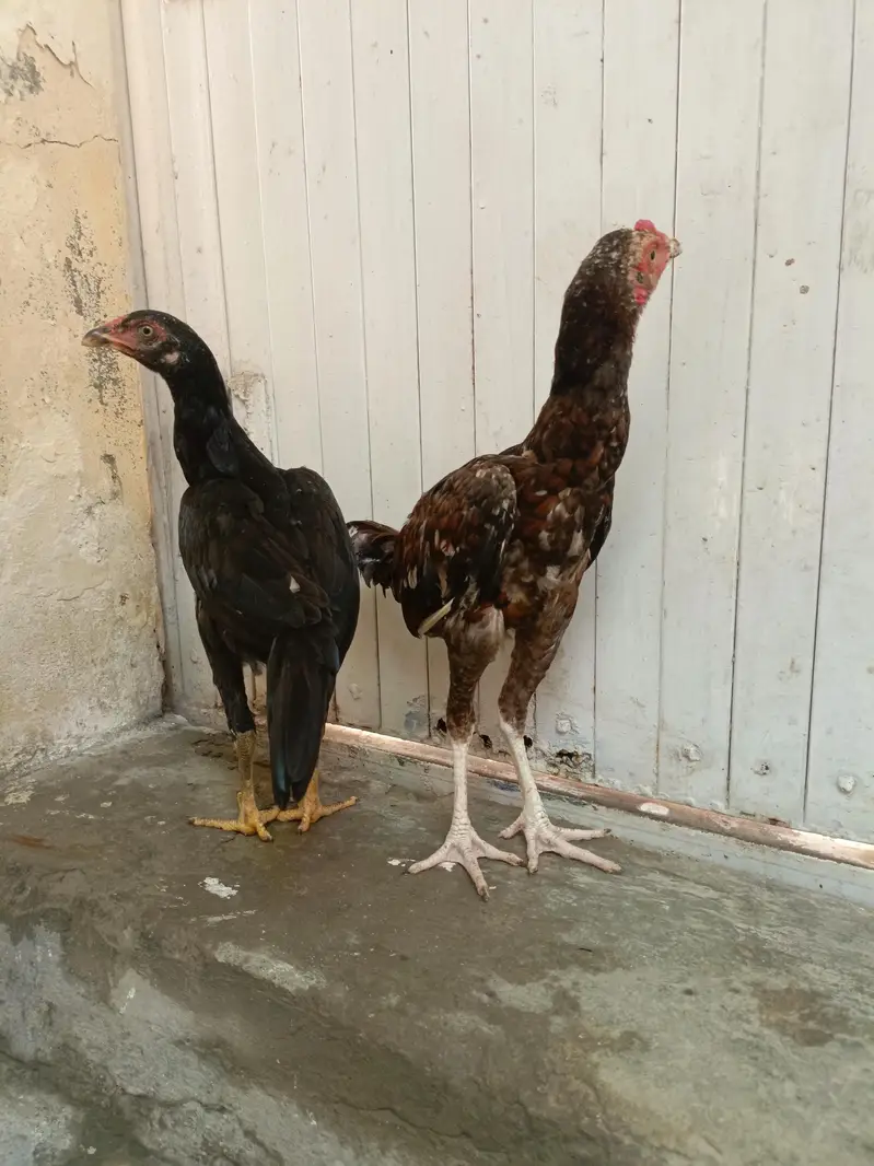 Aseel Lasani Chicks For Sale. . . Whats App: 03219874606 — photo 3