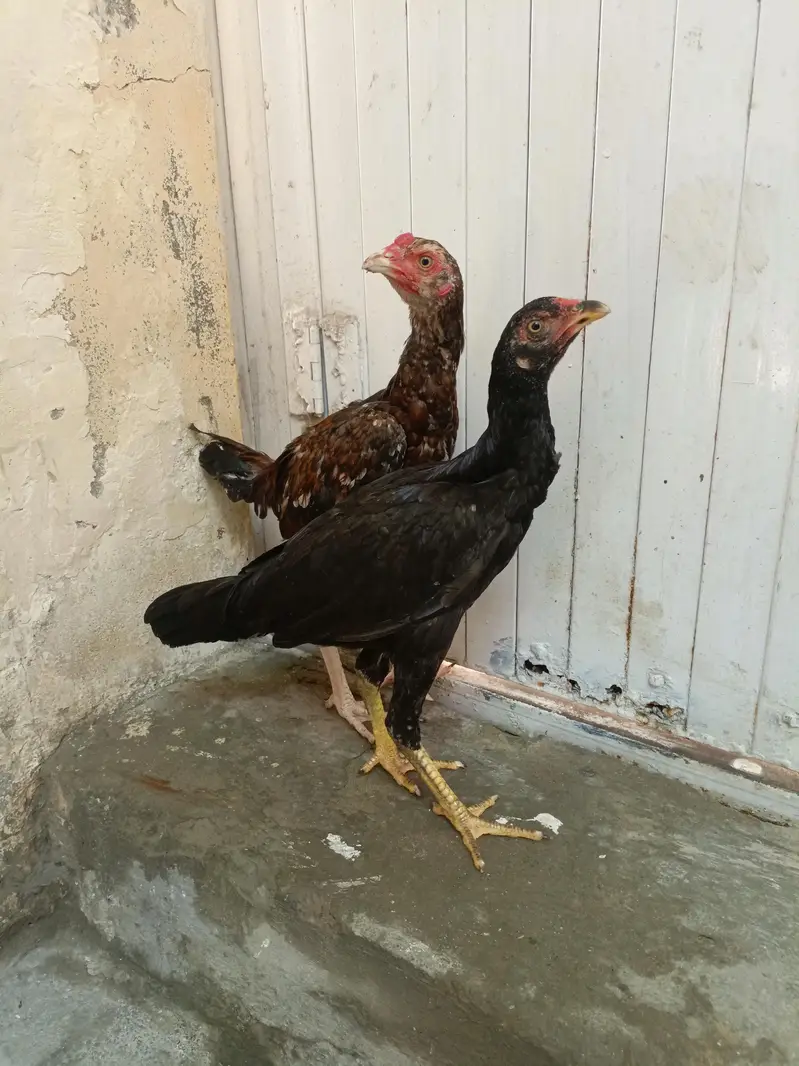 Aseel Lasani Chicks For Sale. . . Whats App: 03219874606 — photo 4