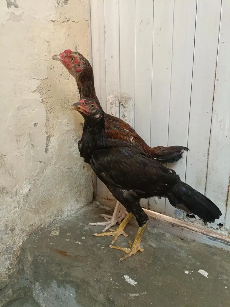Aseel Lasani Chicks For Sale. . . Whats App: 03219874606 — photo 5