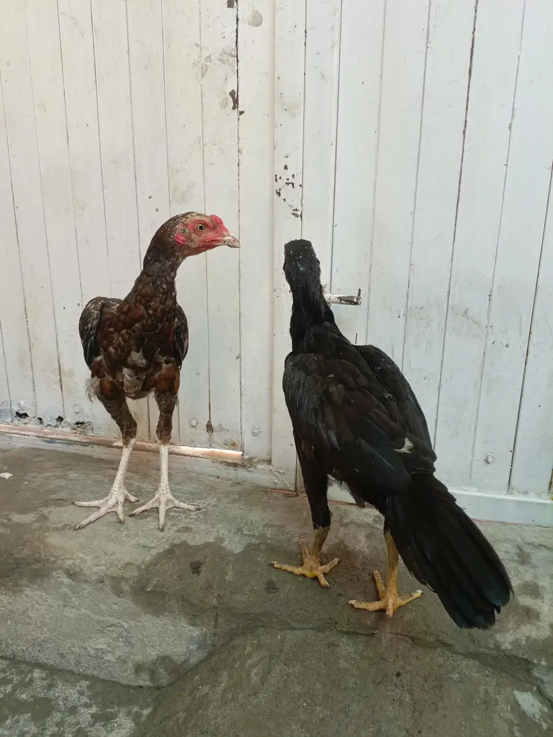 Aseel Lasani Chicks For Sale. . . Whats App: 03219874606 — photo 6