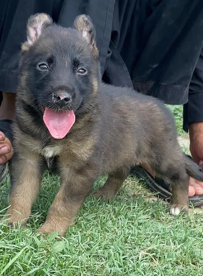 alsheshan bhatiyari male dog for sale