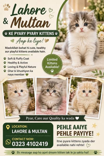 Persian kitten for sale in multan
