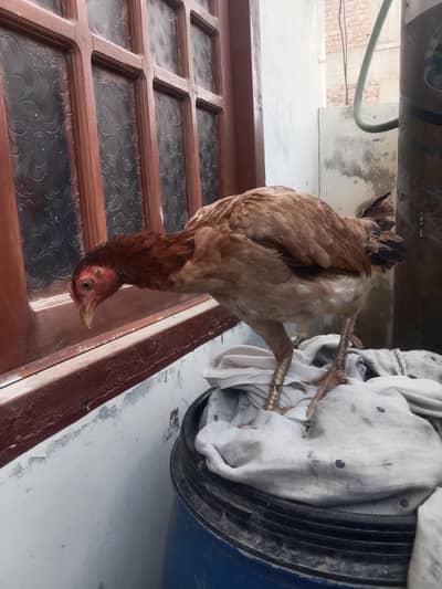 aseel with 1 chick