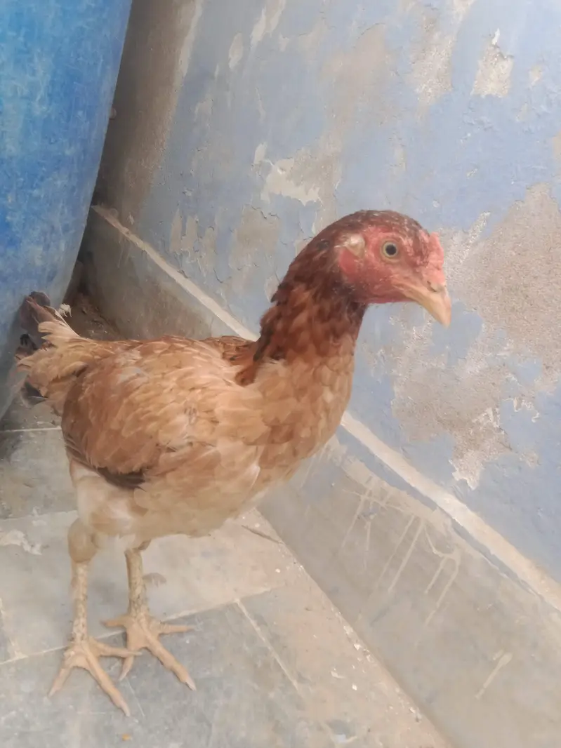 aseel with 1 chick — photo 2