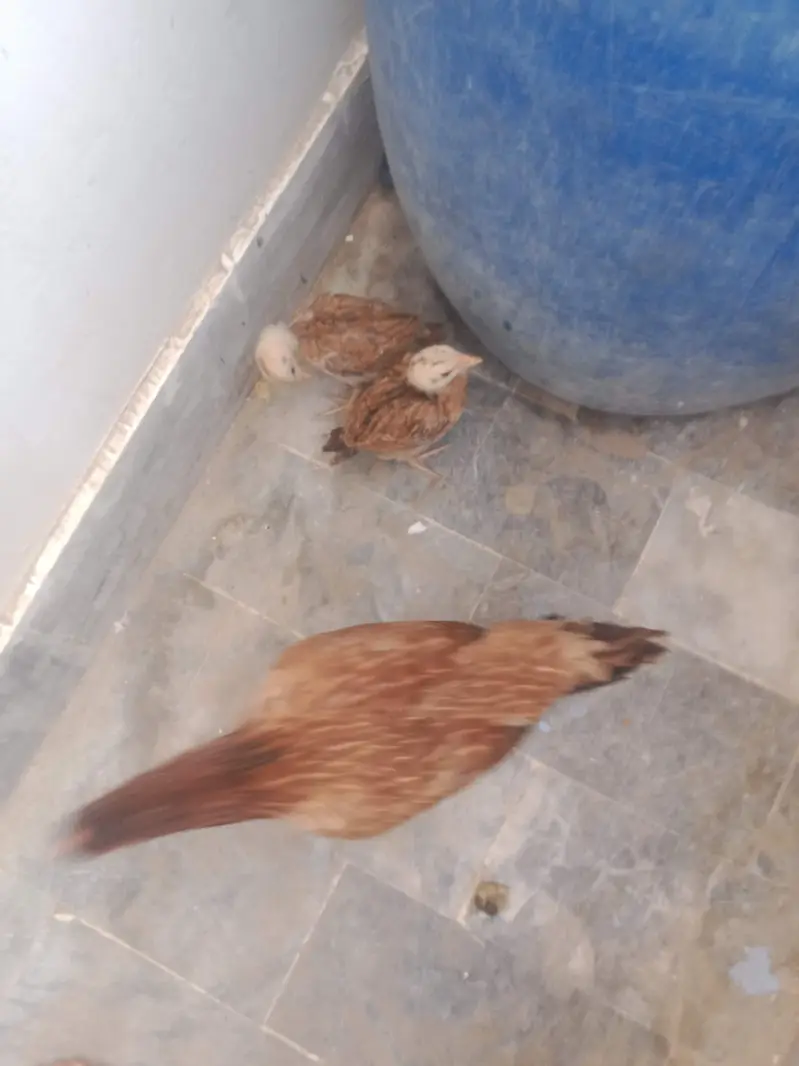aseel with 1 chick — photo 3