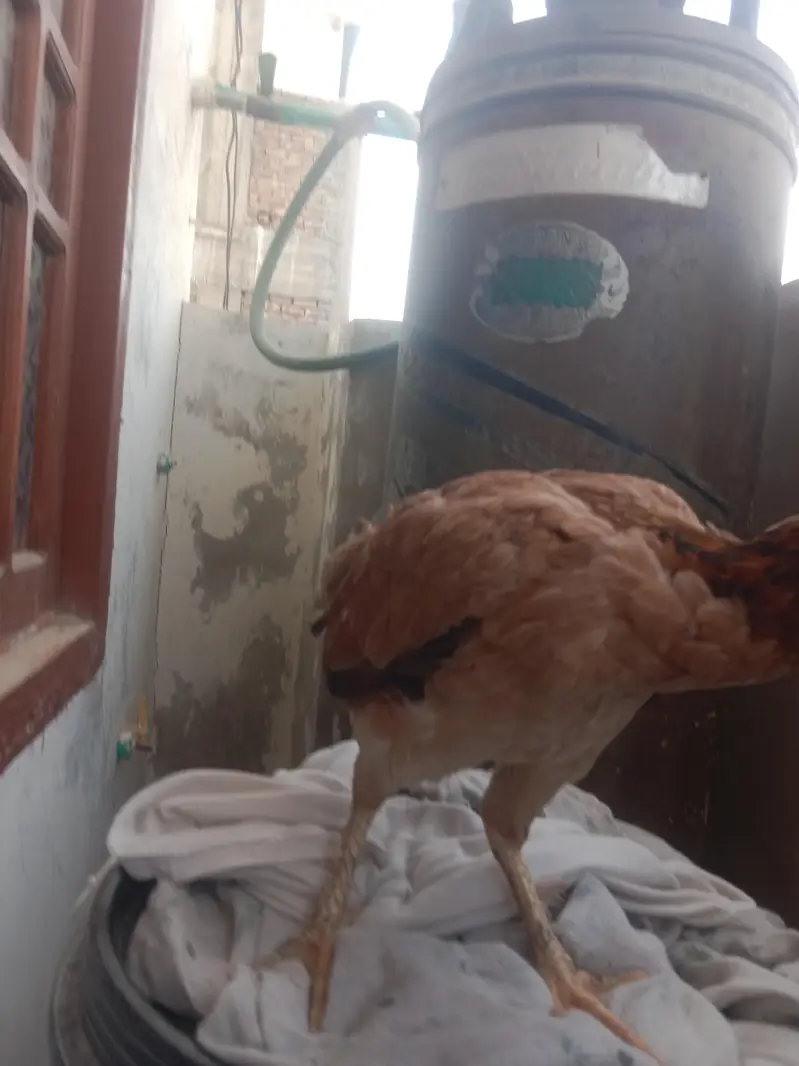 aseel with 1 chick — photo 4