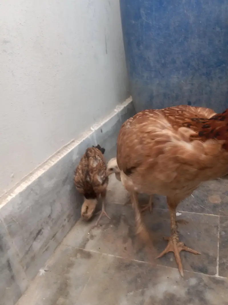 aseel with 1 chick — photo 5