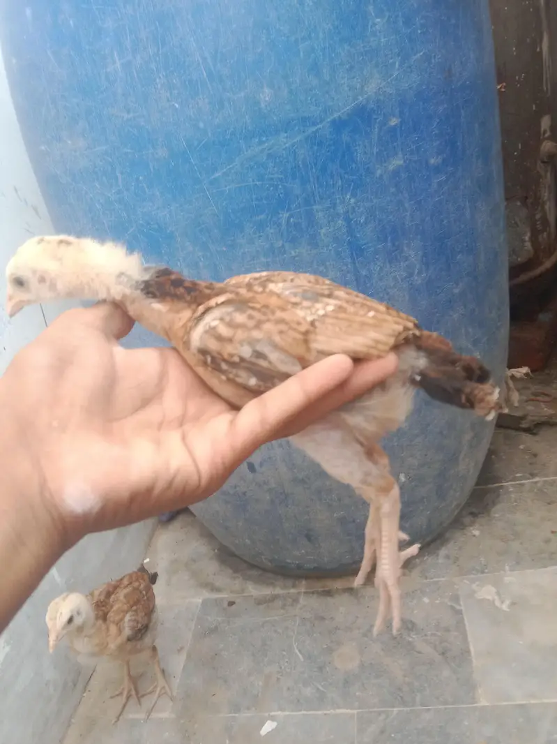 aseel with 1 chick — photo 7
