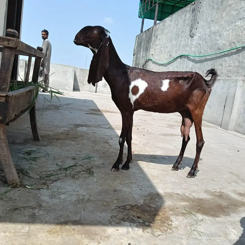 nagra Bakre — photo 3