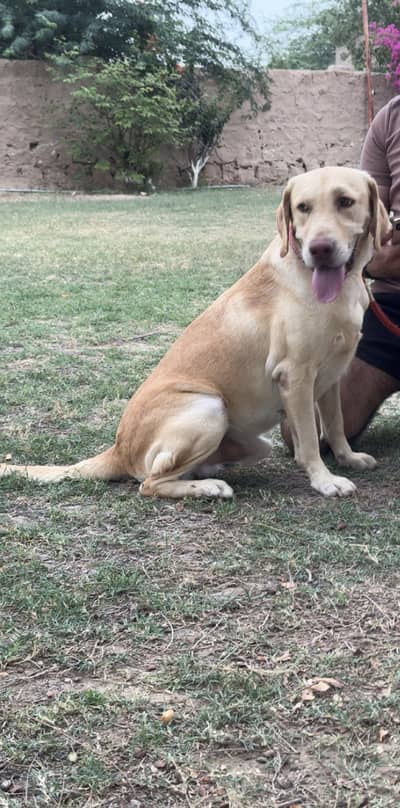 American labrador