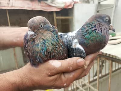 1 ambersiray or 1 raampori ka jura hai patha pathi hai 7,8 Kali k