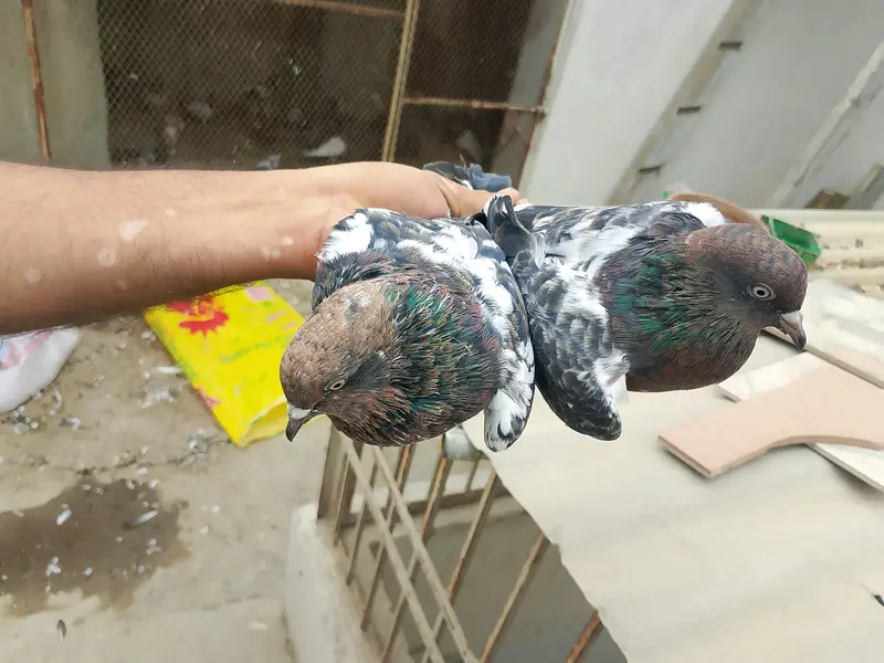 1 ambersiray or 1 raampori ka jura hai patha pathi hai 7,8 Kali k — photo 2