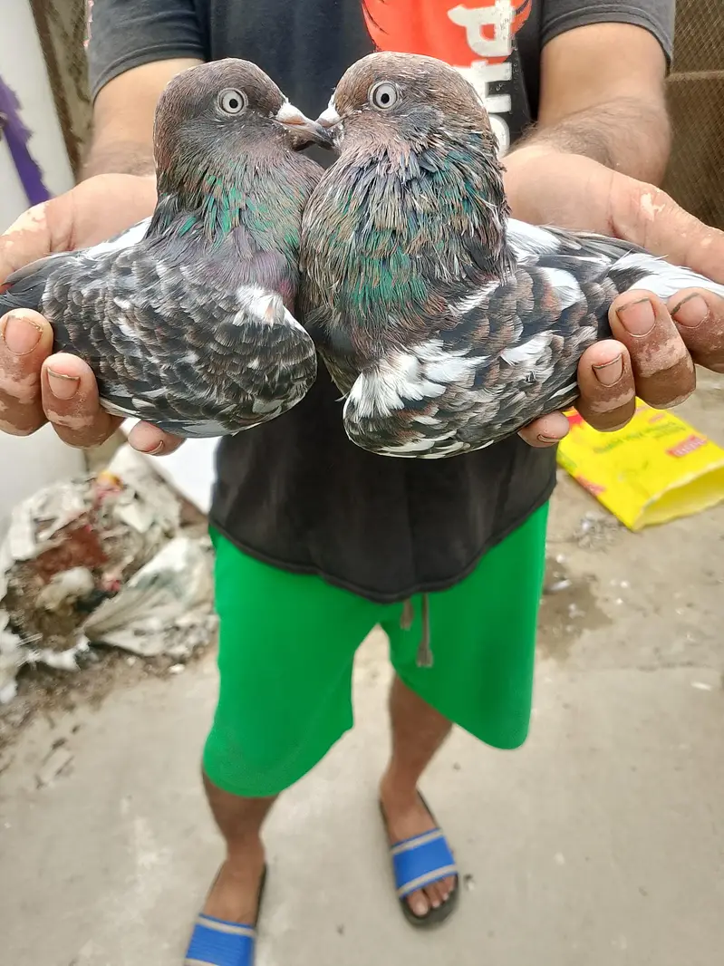 1 ambersiray or 1 raampori ka jura hai patha pathi hai 7,8 Kali k — photo 3