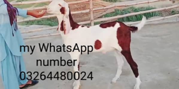do desi bakre for sale