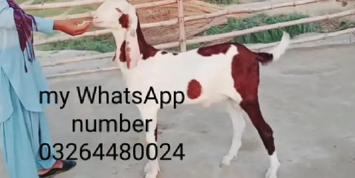 do desi bakre for sale