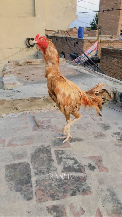 Pure Aseel murga