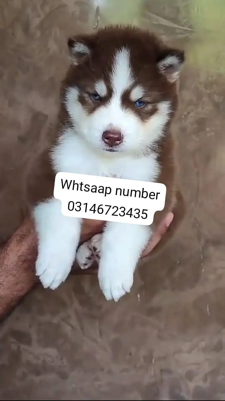 Siberian husky fore sale