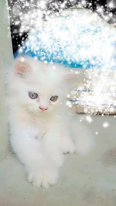 5 weeksPersian kittens white grey eyes show quality doll face taddy