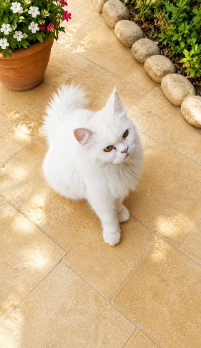 Female Persian Cat