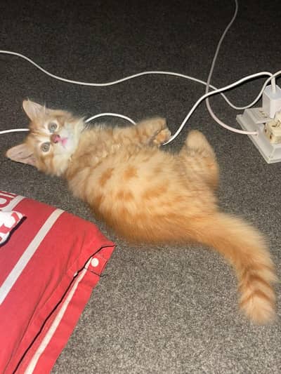triple coat kitten for sale