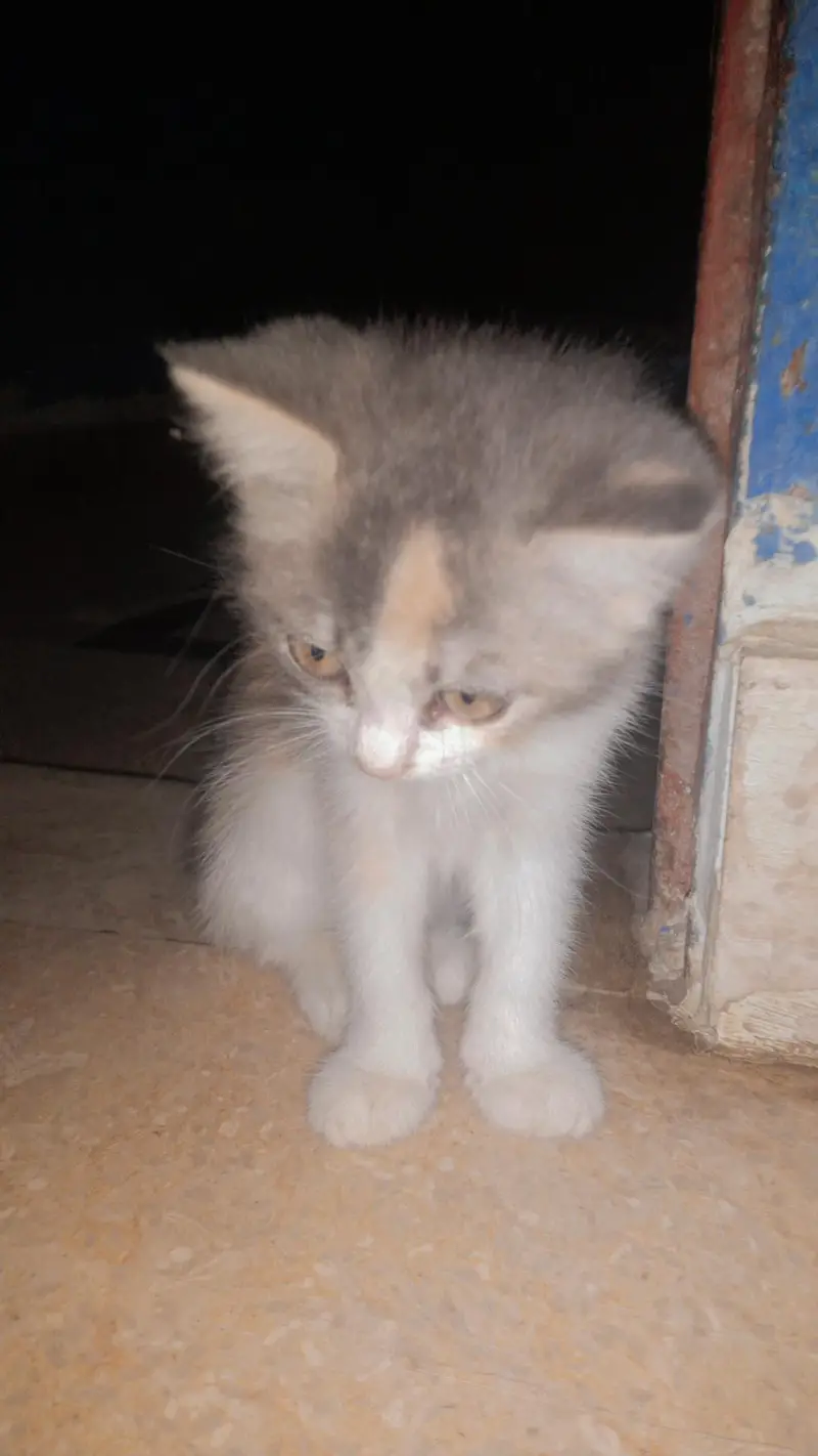Persion Cat Calico — photo 2
