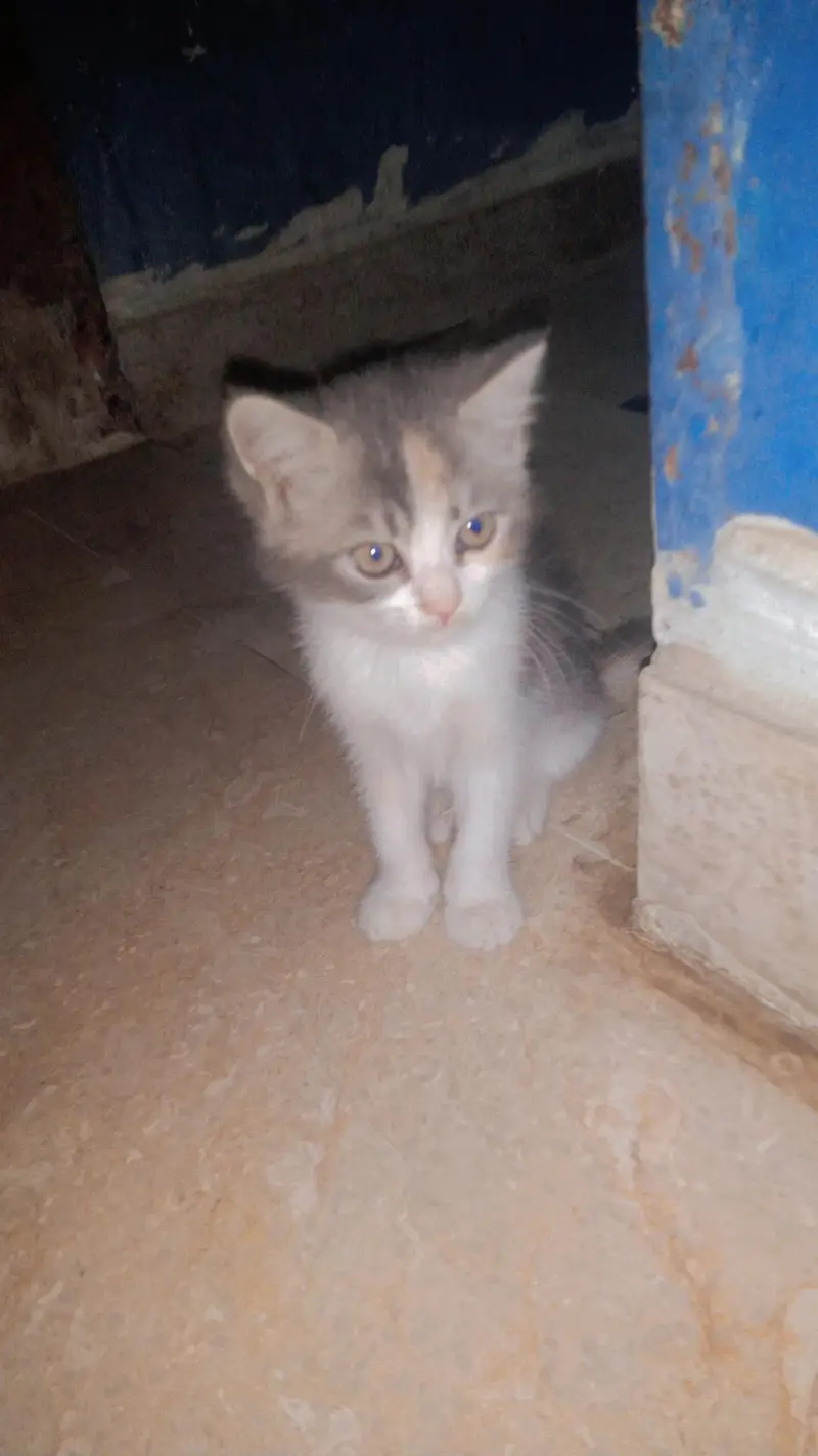 Persion Cat Calico — photo 3