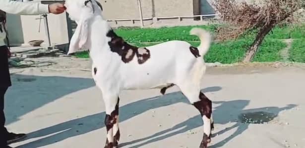 Bakra urgent for sale call 03225280183