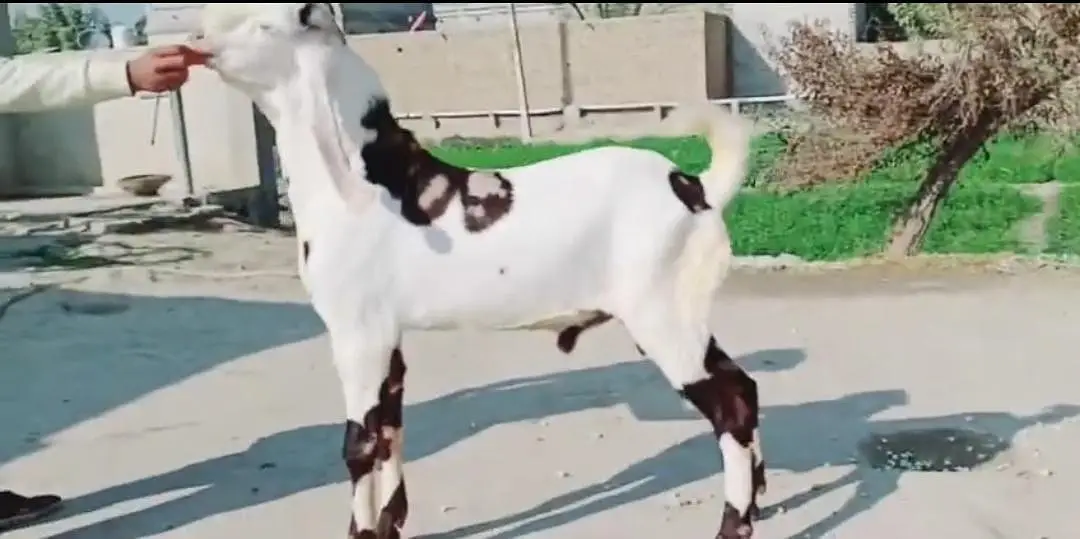 Bakra urgent for sale call 03225280183 — photo 2