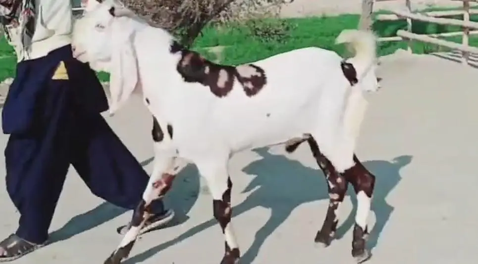 Bakra urgent for sale call 03225280183 — photo 4