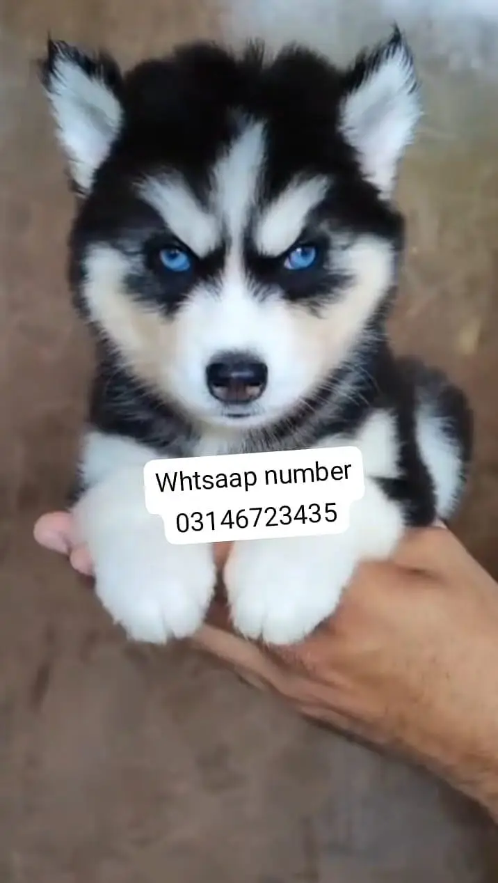 Siberian husky fore sale