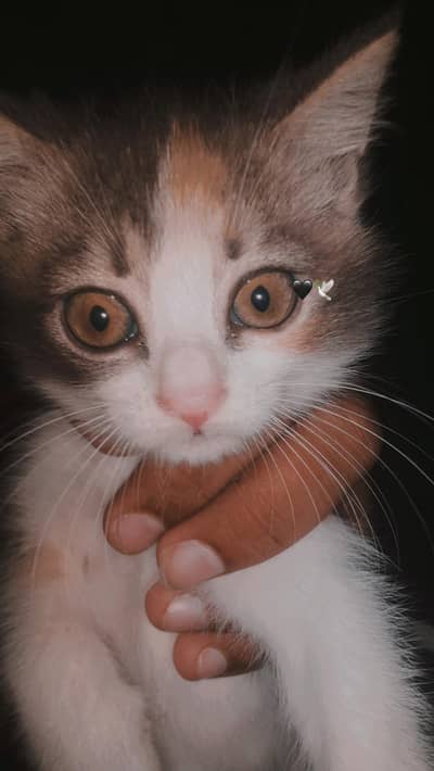 Persion Cat Calico
