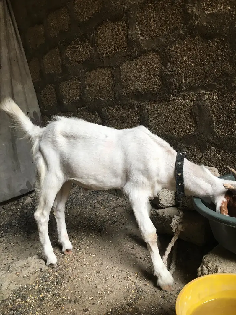 kamori bakre — photo 4