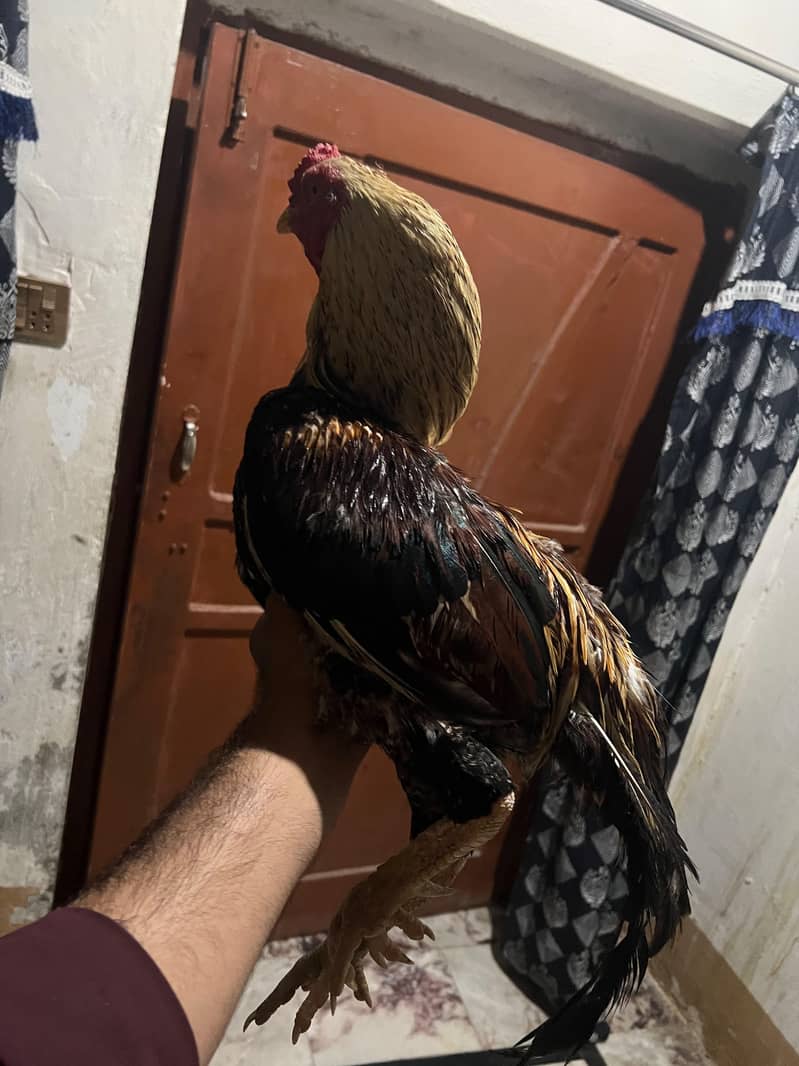 Pela. javaa 0