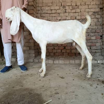 Nukri Beetal goat