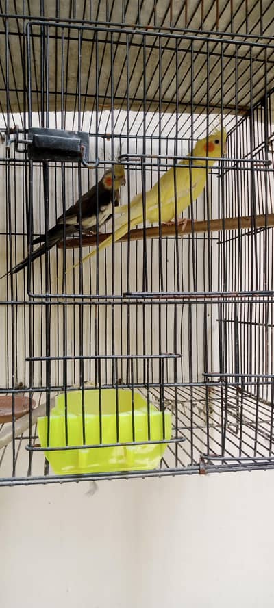 Cocktail pair for sale