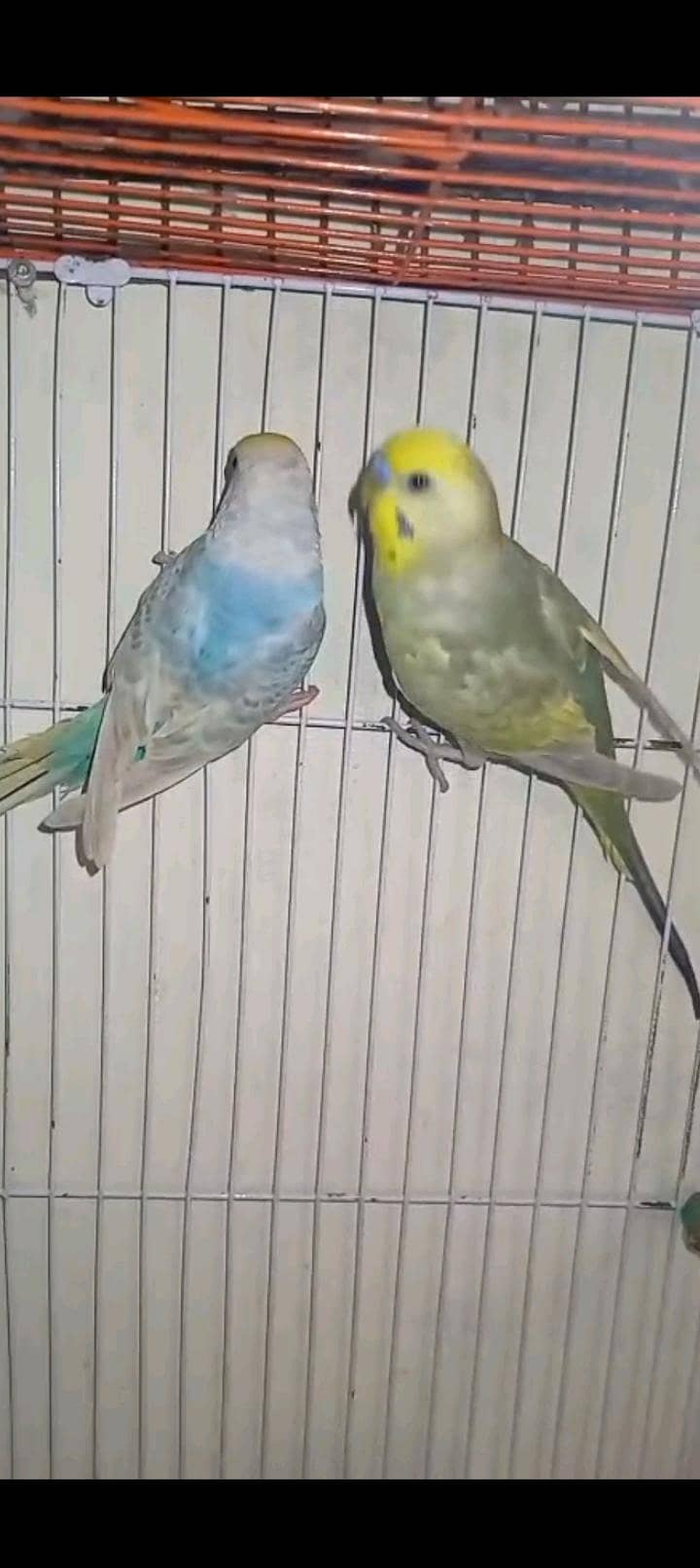 Rainbow  birds 0