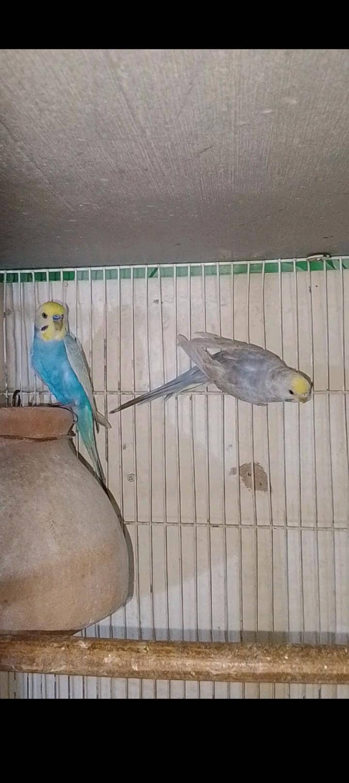 Rainbow  birds 1