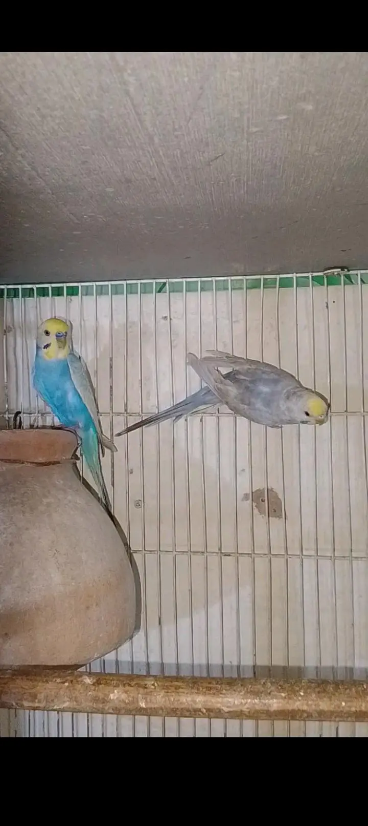 Rainbow  birds — photo 2