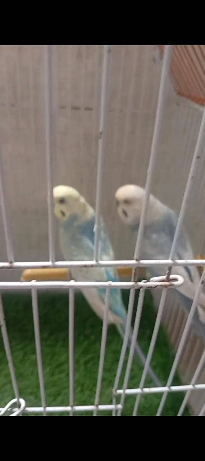Rainbow  birds 2