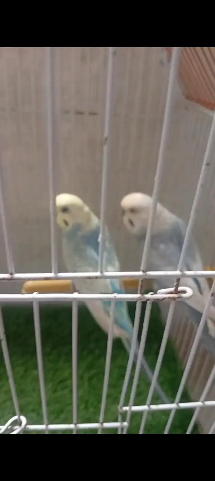 Rainbow  birds — photo 3
