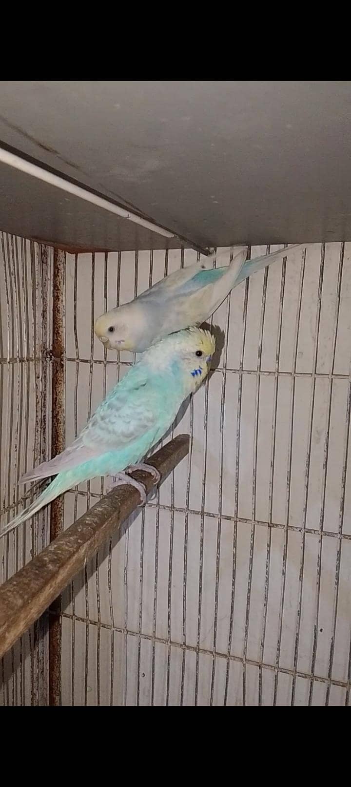 Rainbow  birds 3